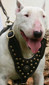 Studded Reinforced Padded Leather K9 Harness Studded Reinforced Padded Leather K9 Harness