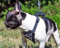 Spiked Leather Puppy Harness Spiked Leather Puppy Harness
