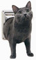 PetSafe Deluxe Cat Flap PetSafe Deluxe Cat Flap