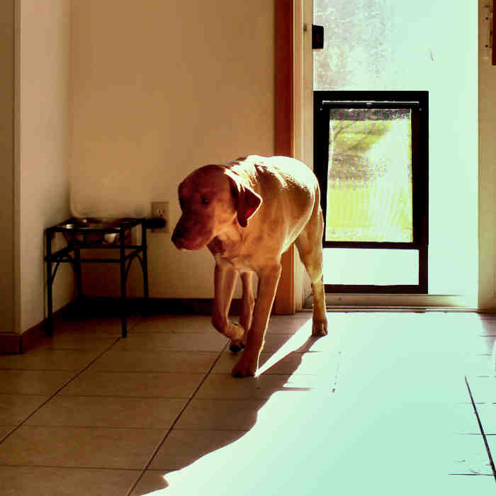 Security Boss Pet Door for screens Moore Pet Supplies