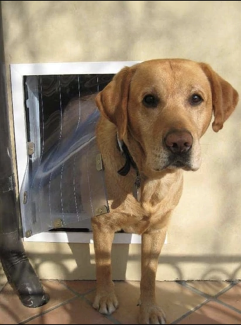 The Four Best Weatherproof Dog Doors Moore Pet Supplies