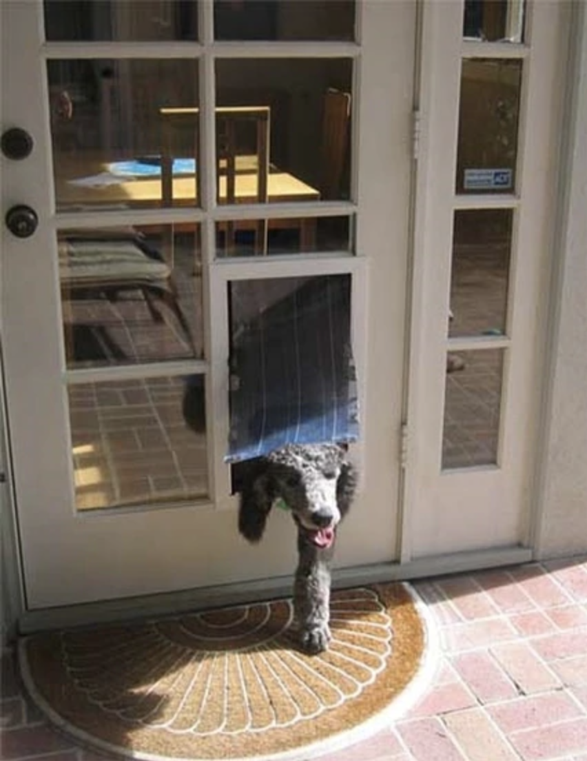 Top 5 Best Pet Doors Moore Pet Supplies