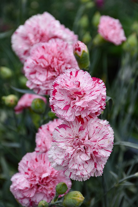 Dianthus 'Pinball Wizard' 1G - Petal and Pond