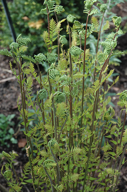 Fern 'Hay Scented' 1G