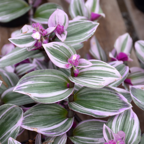 Tradescantia 'Nanouk' 4in