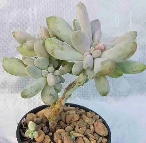 Echeveria Crested 4in