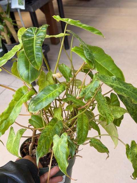 Philodendron Paraiso Verde 6in