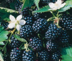 Blackberry 'Loch Ness' QT