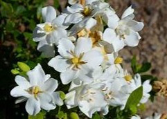 Gardenia 'Swan Princess' 2G