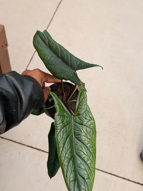 Alocasia scalprum 4in