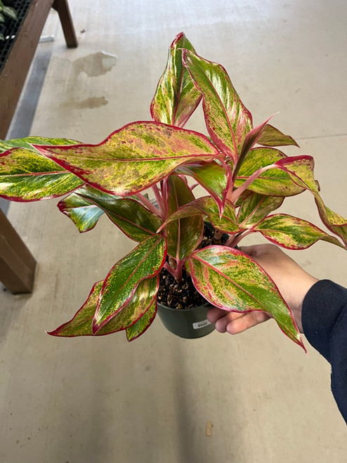 Aglaonema Asst 6in