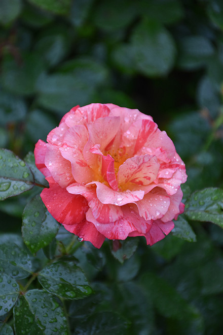 Rose FL 'Frida Kahlo' 3G