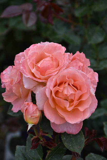 *Rose FL 'Jump for Joy' 3G