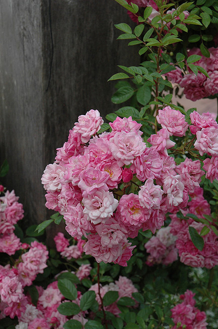 Rose CLMG 'Peggy Martin' 3G