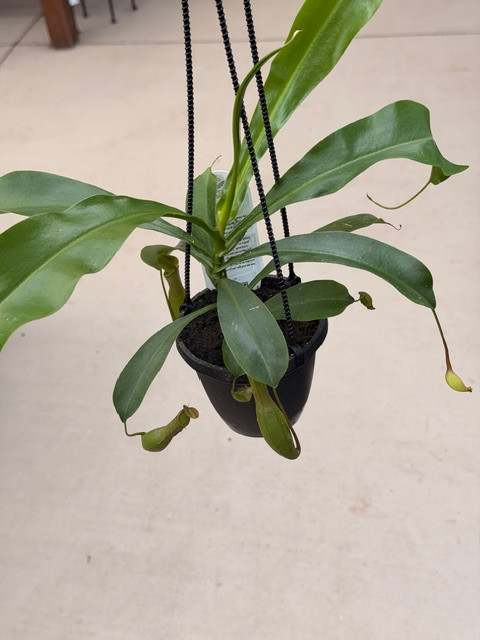 Nepenthes sp. 4in