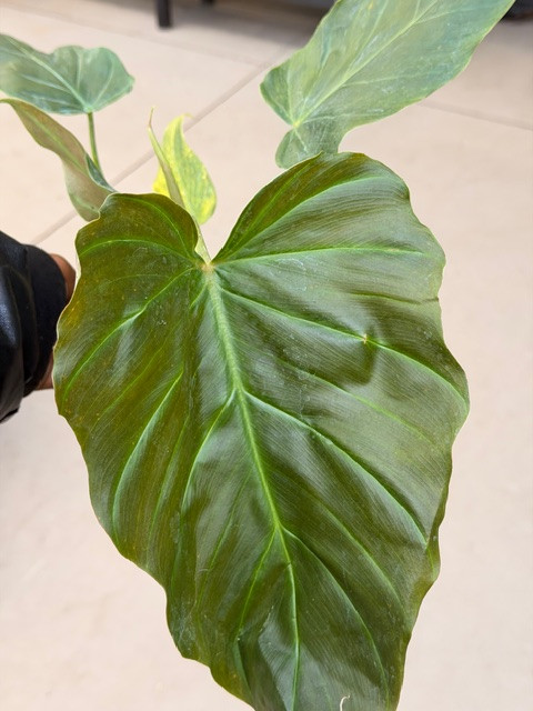 Philodendron corsinianum 4in