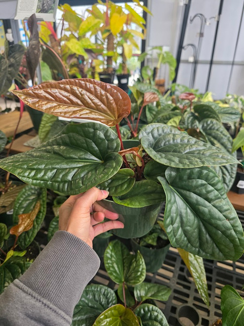 Anthurium radicans x luxurians