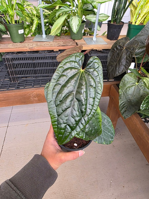 Anthurium RVDP x luxurians 4in