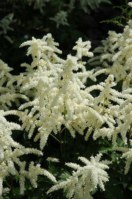 Astilbe 'Bridal Veil' 1G