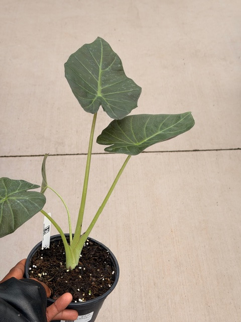 Alocasia 'Regal Shields' 6in
