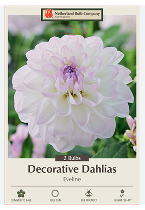 Dahlia 'Evelin' Bulb