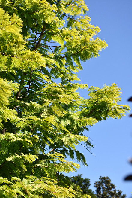 Dawn Redwood 'Amber Glow' 7G