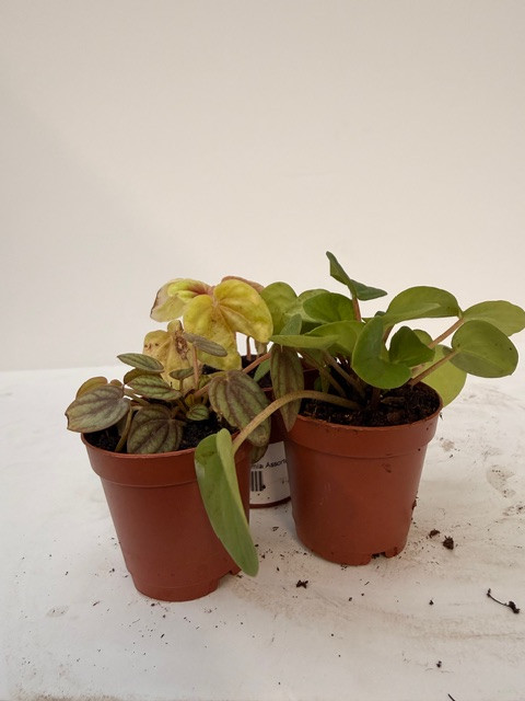 Peperomia Assorted 2in