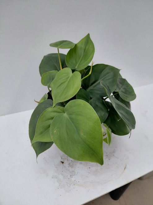 Philodendron Heartleaf 6in