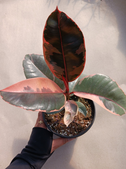 Rubber Tree 'Ruby' 6in