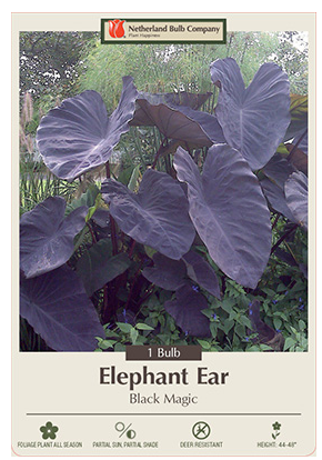 Elephant Ear Bulb 'Black Magic