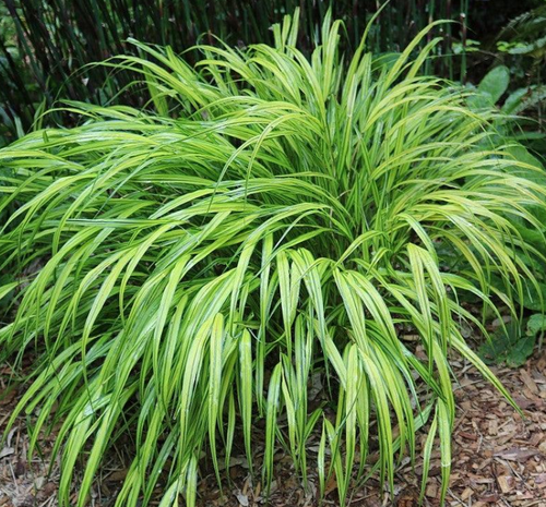 Grass J Forest 'Beni Kaze' 1G