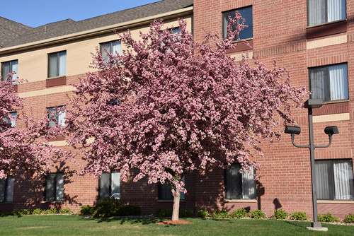 Crabapple 'Robinson' 5G