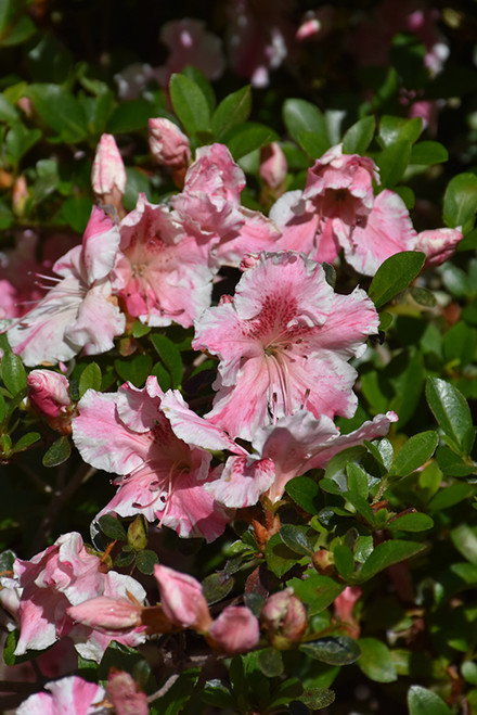 Azalea Encore 'Sunburst' 3G