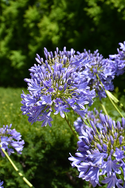 Agapanthus 'Lily of the Nile1G