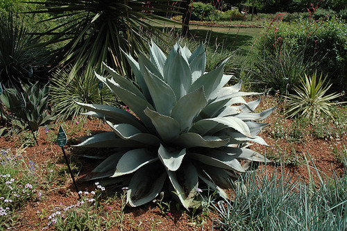 Agave 'Frosty Blue' 15G