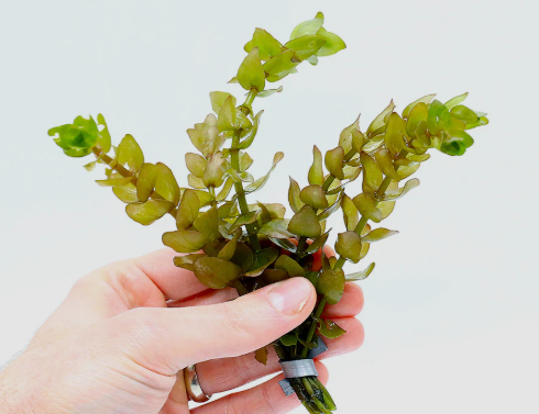 WP Lemon Bacopa loose