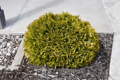 Arborvitae 'Anna Magic Ball'2P