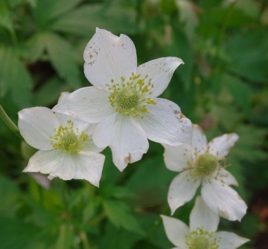 Anemone virginiana 1G