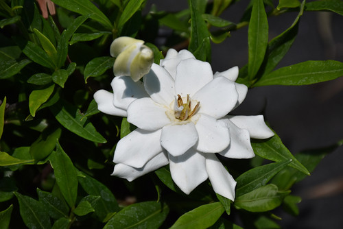 Gardenia 'Frostproof' 3G