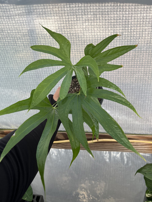 Anthurium "fingers"