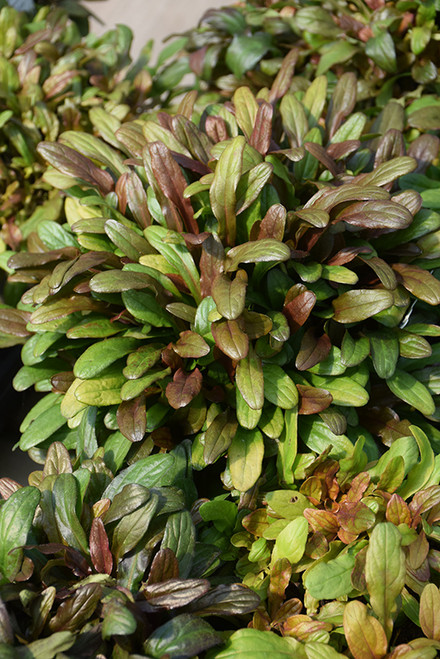 Ajuga 'Fancy Finch' 3.5in