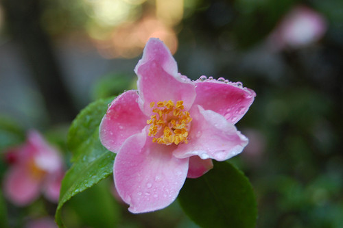 Camellia x 'Minato-no-akebo3G