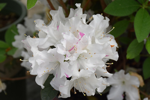 Azalea Encore 'Lily' 3G