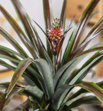 4" Red Pineapple