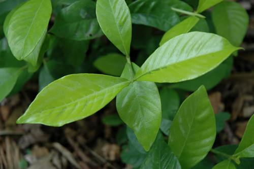 Gardenia 'Gold Doubloon' 3G