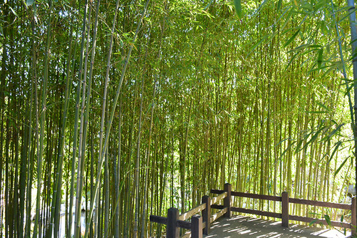 Bamboo 'Flavescens Inversa' 3G