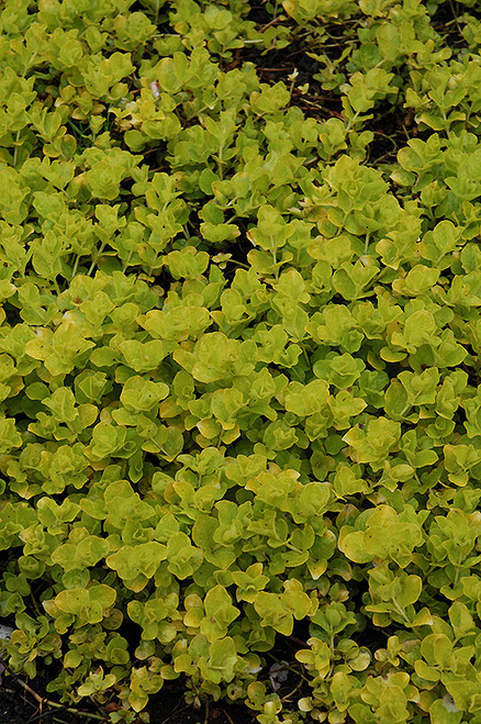 Gold Creeping Jenny 4in