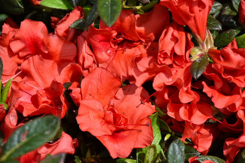 Azalea Encore 'Embers' 3G