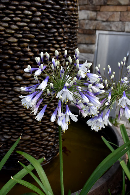 Agapanthus 'Ever Twilight' 8in