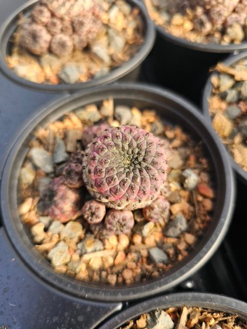 Sulcorebutia rauchii 4in